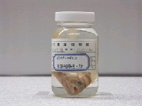 藏品(粗斑花鱸)的圖片